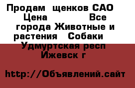 Продам ,щенков САО. › Цена ­ 30 000 - Все города Животные и растения » Собаки   . Удмуртская респ.,Ижевск г.